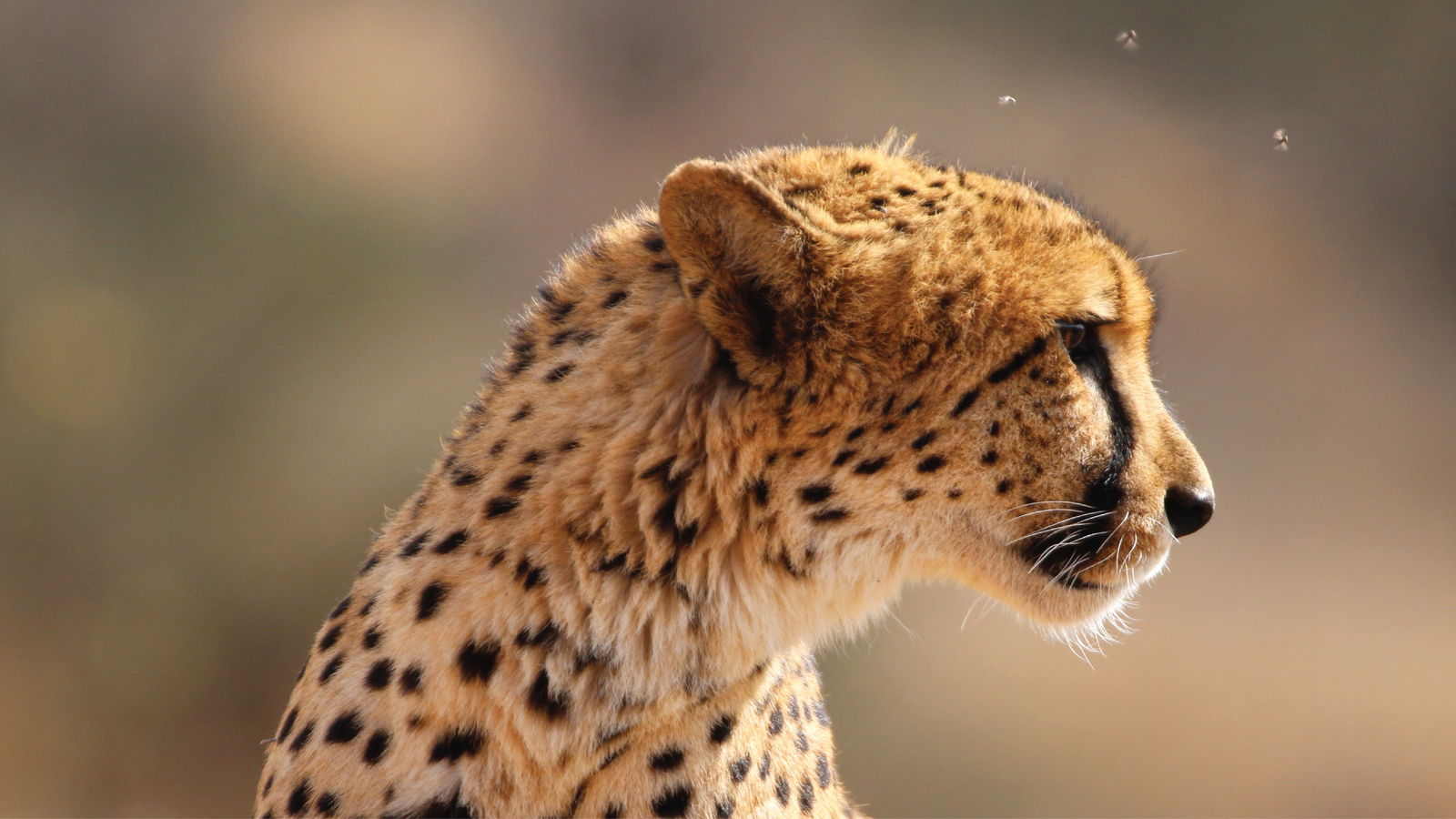 Cheetah Logistics – 5